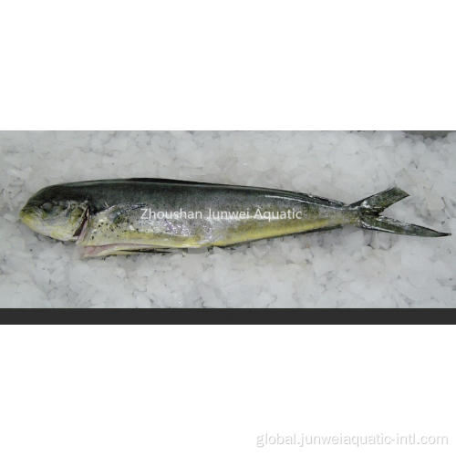 Frozen W/G Mahi Mahi hot sale frozen mahi mahi for sale Factory